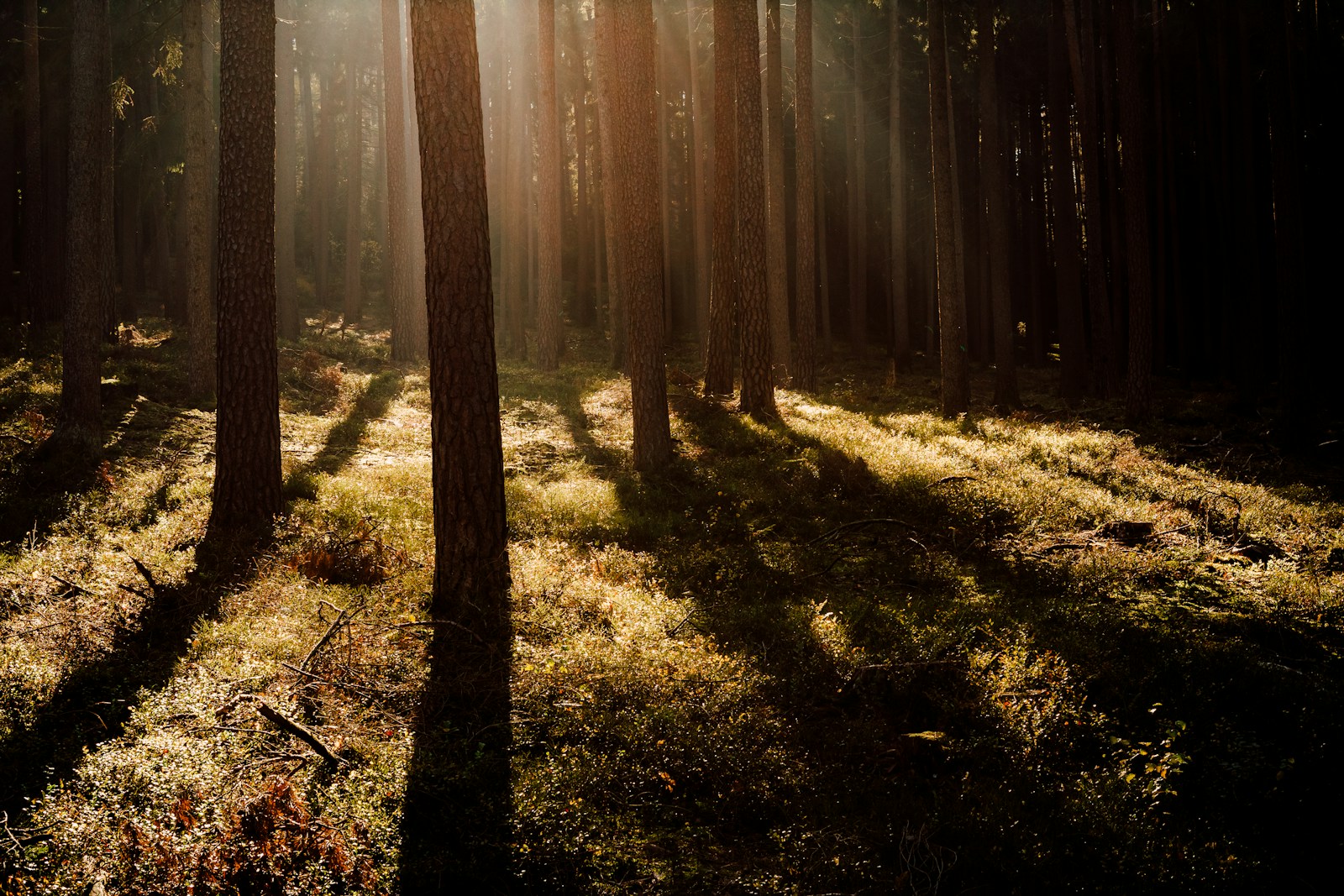 brown trees on green grass field during daytime